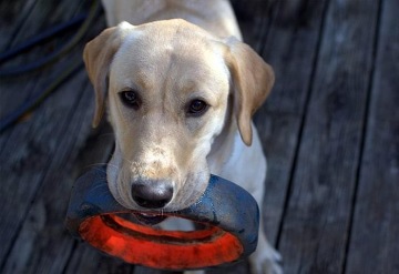 Vodicí pes, který nevodí
